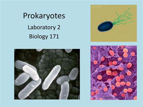 Image result for Course Prokaryotes
