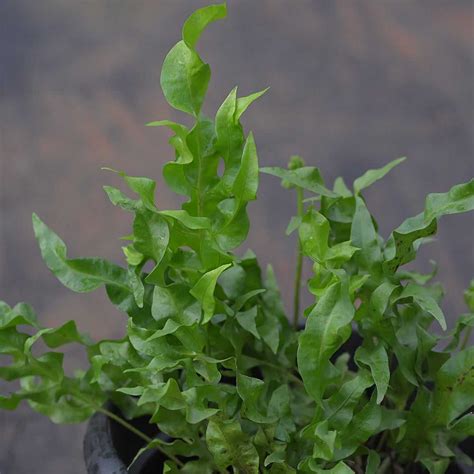 Buy Green Wave Foliage Online – Decorative Leaves for Florists – Nini ...