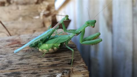 Images Of Praying Mantis