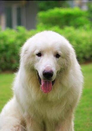 上海大白熊犬价格 上海大白熊犬多少钱一只_小可爱宠物网