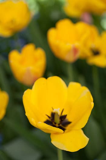 Photography Diffuser - Ultimate Photo Tips