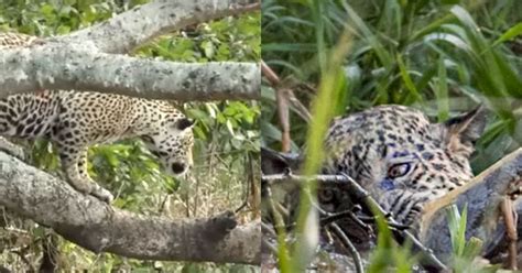 Jaguar Leaps From Tree, 10 Feet Into A River, To Wrestle & Kill A Crocodile