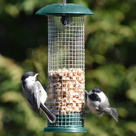 The Top 6 Woodpecker Feeders You Should Consider Buying