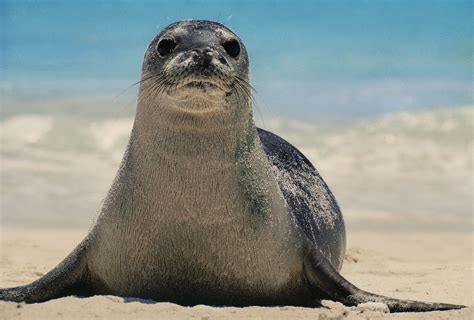 Hawaiian Monk Seal | National Geographic | Hawaiian monk seal, Monk ...
