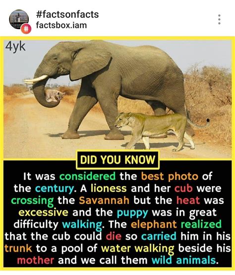 Pin by Stephanie Smith on I LOVE Animals | Fun facts, Elephant facts ...