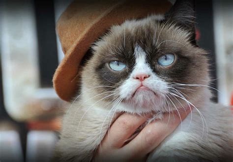 Image result for Grumpy Cat Smiling