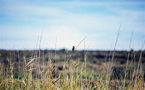 5 Great Bushveld stays in the Western Cape