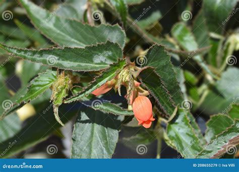 Begonia Bonfire stock image. Image of leaf, latin, green - 208655279