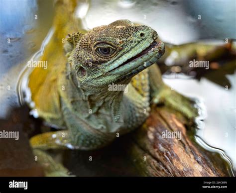 Portrait of amboina sail-finned lizard (Hydrosaurus amboinensis Stock ...