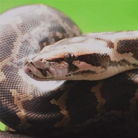 Image result for Python Animal Videos