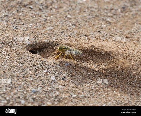 African Yellow Sand Digger Wasp (Bembix species) excavating nest hole ...