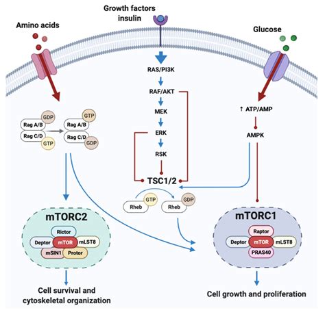 Amino Acid-Related Metabolic Signature in Obese Children and Adolescents