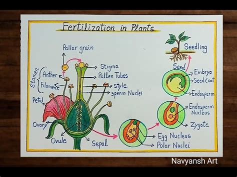 Image result for Process of Fertilization Diagram