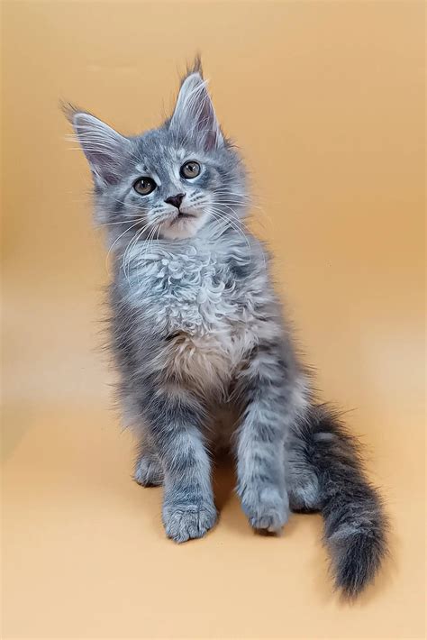 Meet Asty: Fluffy Gray Maine Coon Kitten