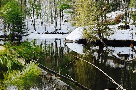 Image result for Foreshadow of Spring