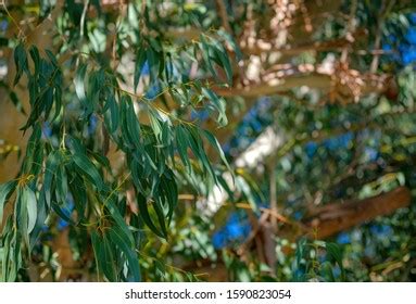 Image result for Eucalyplus Pulp