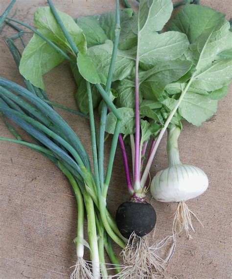 A Kitchen Garden in Kihei Maui: Growing Heirloom Radishes in Kihei