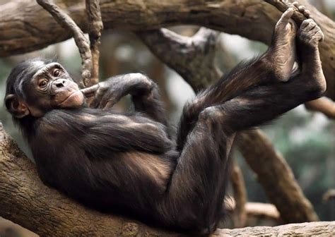 Bonobo Behavior - AnimalBehaviorCorner