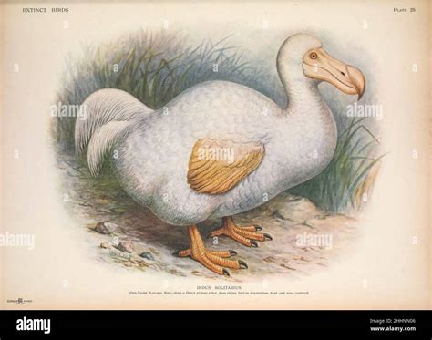 Bird Endemic To Rodrigues
