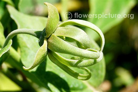 Flowers by Name-D-Dianthus,DianthusCaryophyllus,Dahlia Pink,Dianthus ...
