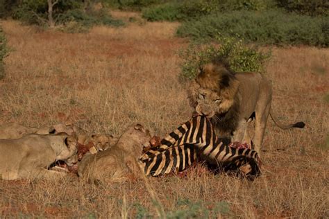Lion dynamics on a zebra kill | Journal | Tswalu Kalahari