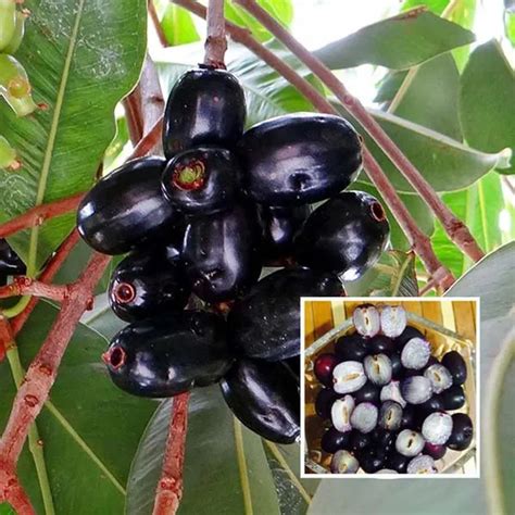 Ixora Farming Seedless Black Jamun Jambolan Jam Grafted Fruit Plant (1. ...
