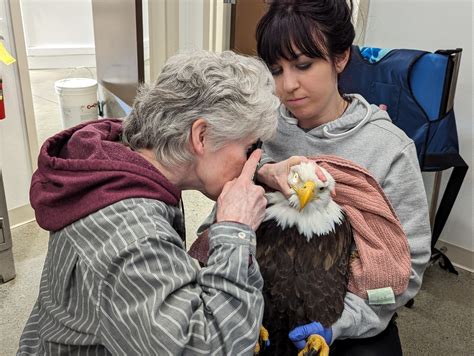 Injured bald eagle rescued on Fort Wainwright | Article | The United ...