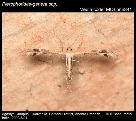 Pterophoridae-genera spp. | Moths