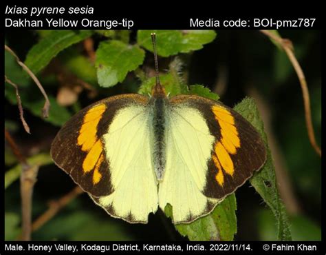 Ixias pyrene (Linnaeus, 1764) - Yellow Orange-tip | Butterfly