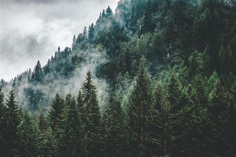 8 Interesting Facts About Pine Trees | Cool Kid Facts