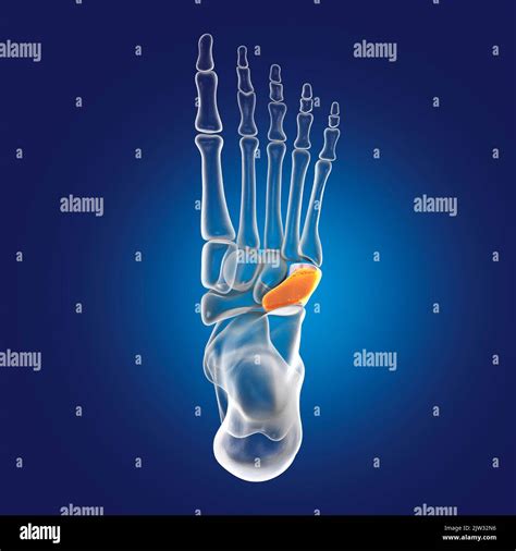 Cuboid bone of the foot, illustration Stock Photo - Alamy