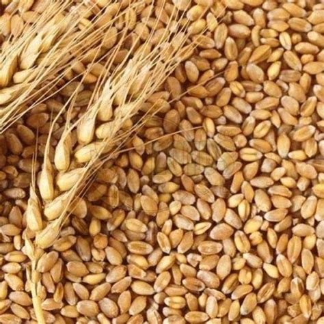 Milling Wheat Seeds Manufacturers and Suppliers from Etawah