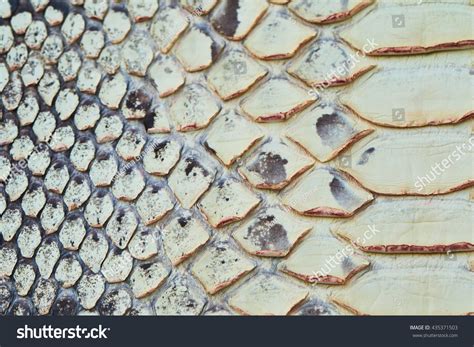 Image result for Python Skin
