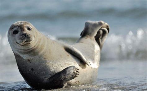 海里100种动物名字 主要分布于北大西洋一带的海