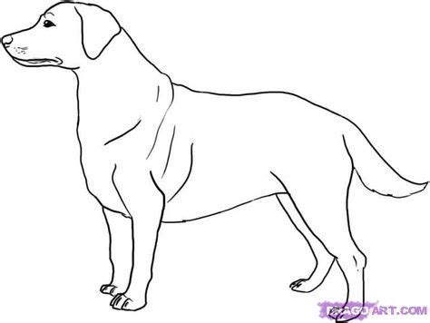 Image result for Labrador Drawing Tutorial