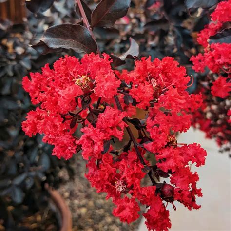 Lagerstroemia " Red" | Crape Myrtle Black Diamond (Red) - Plants ...