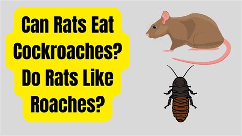 Do Rats Eat Cockroaches at Joel Viveros blog