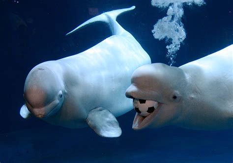 Beluga Whale Wallpapers - Wallpaper Cave