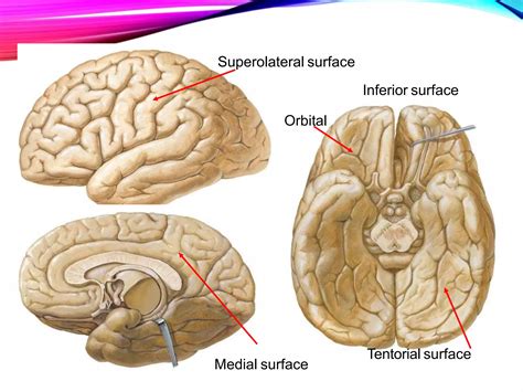 Gyri and Sulci of cerebrum | PPTX | Brain and Nervous System Disorders ...
