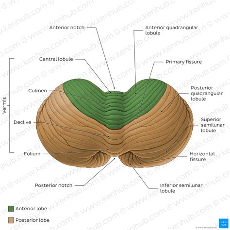 List of human organs | Kenhub
