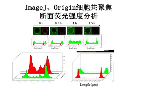 发光细胞：小鼠活体成像工具细胞原理于应用实例_小鼠成像荧光强度定量-CSDN博客