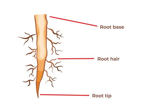 Hair Root Structure 的图像结果