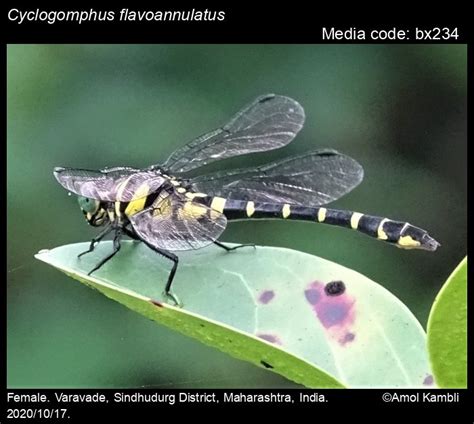 Cyclogomphus flavoannulatus Rangnekar, Dharwadkar, Sadasivan ...