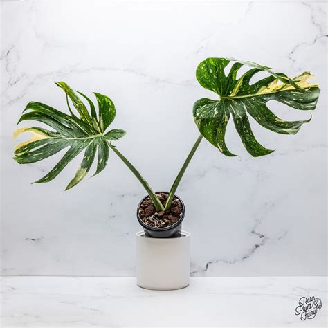 Can Plants Feel Pain? Uncovering the Science Behind Plant Perception and Intelligence – Rare ...