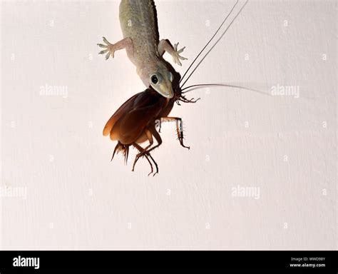 Image result for Gecko vs Cockroach