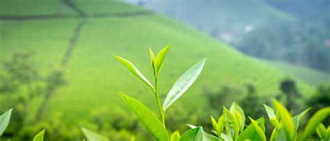 Green Tea: Weight Loss Facts vs. Myths