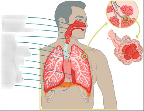 Anatomy: Respiratory system Diagram | Quizlet