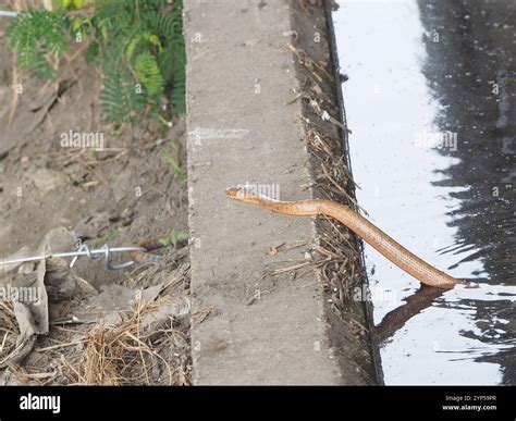 King Ratsnake (Elaphe carinata Stock Photo - Alamy