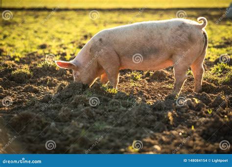 Organic Meat Farms 的图像结果