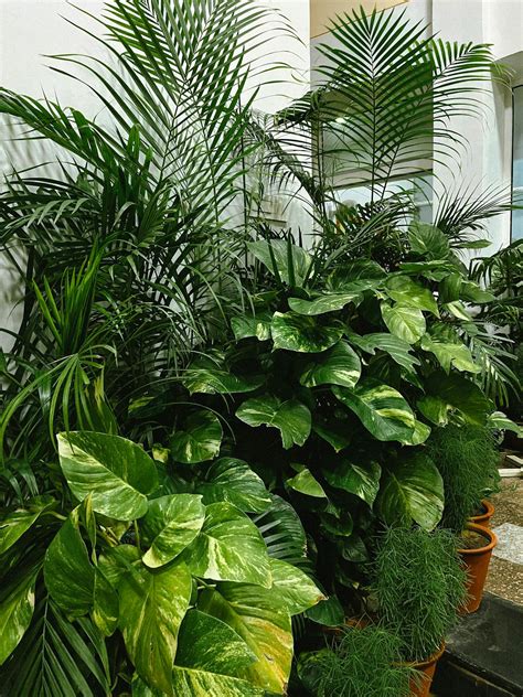 Indoor Tropical Plants Arrangement · Free Stock Photo